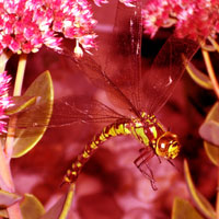 Universal Mind Detector